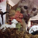 cats-nativity-scenes-29