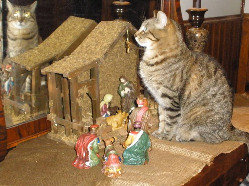 cats-nativity-scenes-31