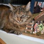 cats-nativity-scenes-33