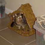 cats-nativity-scenes-34