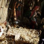 cats-nativity-scenes-36