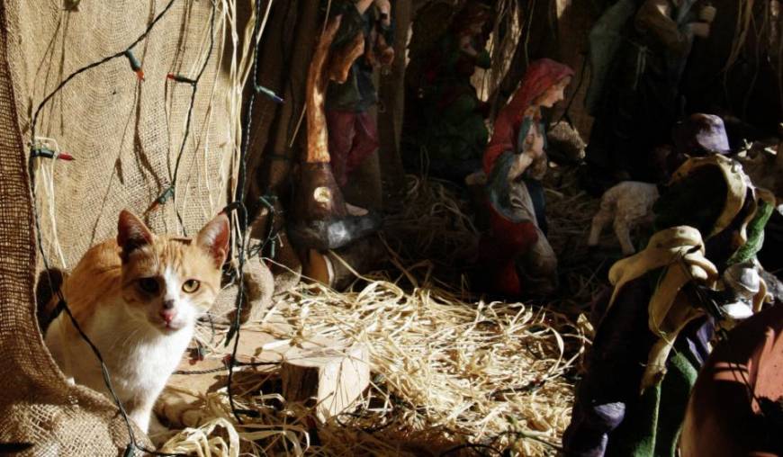 cats-nativity-scenes-36