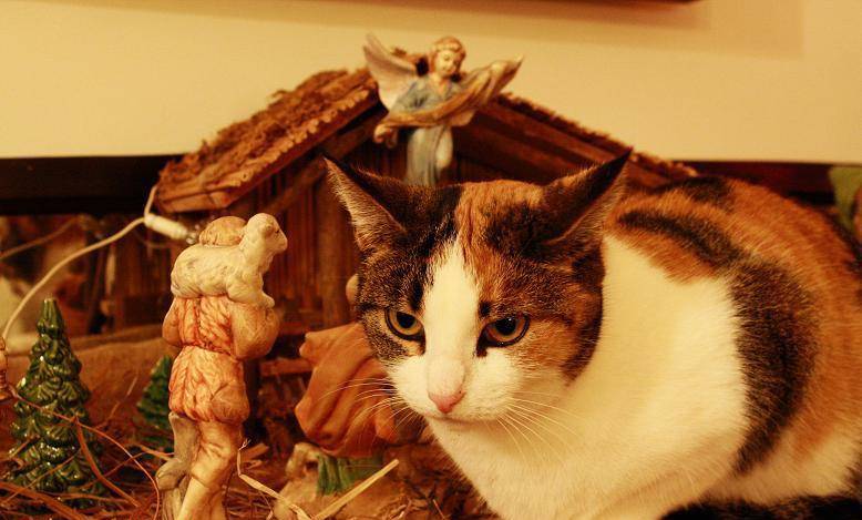 cats-nativity-scenes-37