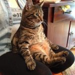 cats-sit-like-humans-09