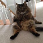 cats-sit-like-humans-10