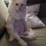 cats-sit-like-humans-14