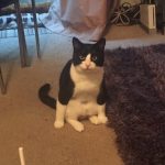 cats-sit-like-humans-15