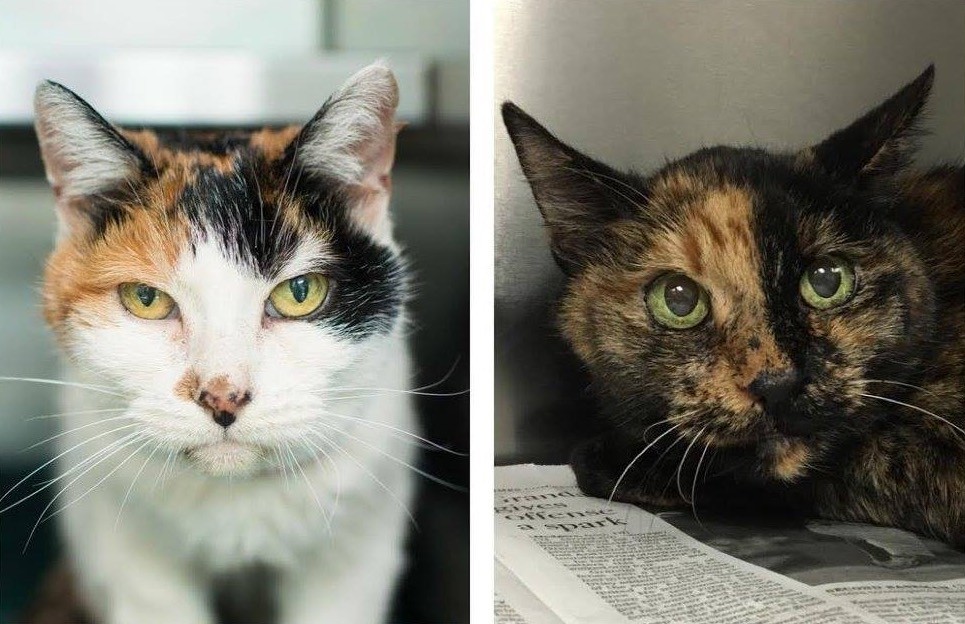 couple-adots-21-year-old-bonded-cats-2