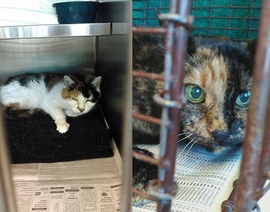 couple-adots-21-year-old-bonded-cats-3