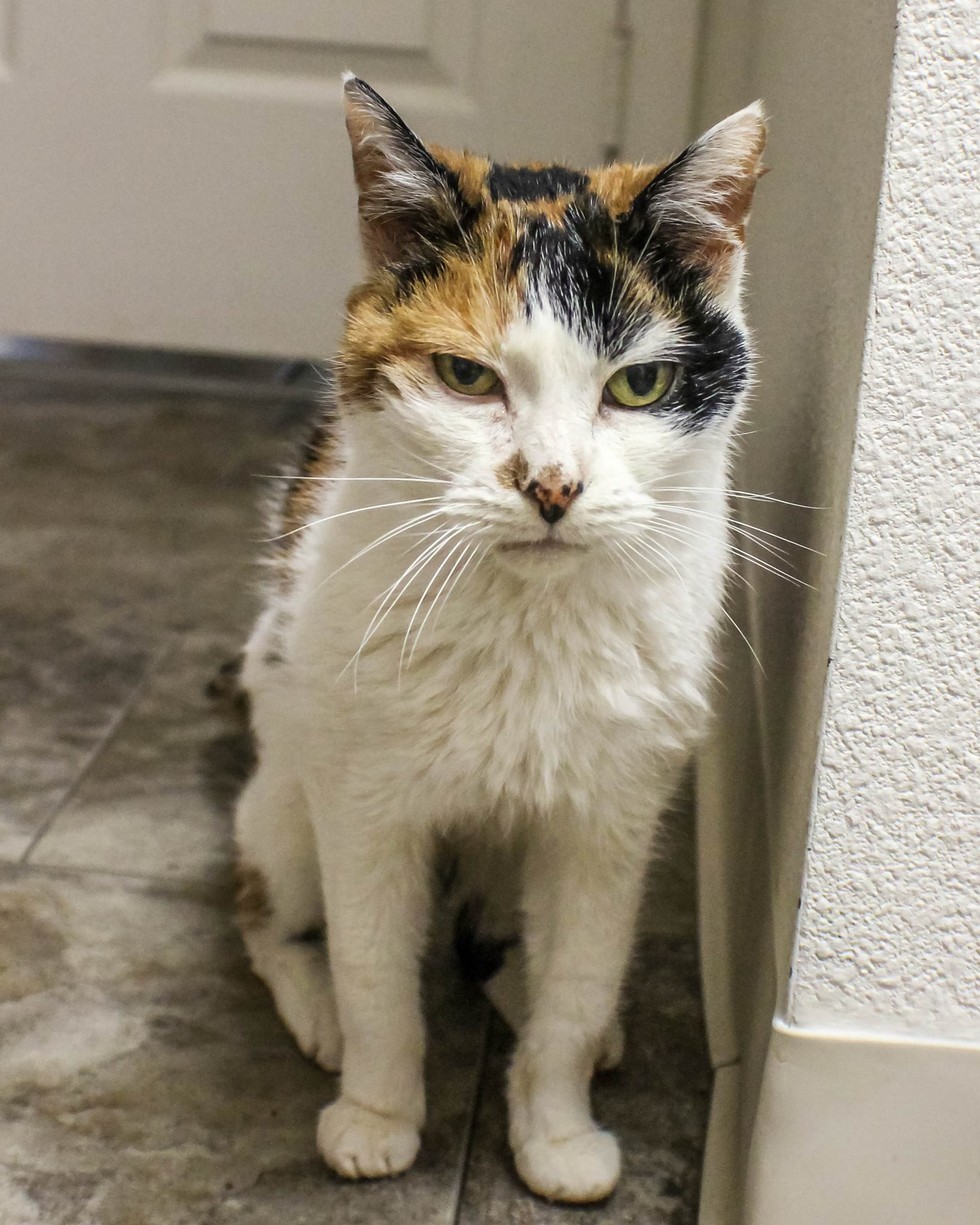 couple-adots-21-year-old-bonded-cats-6