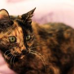 couple-adots-21-year-old-bonded-cats-8