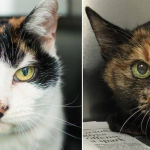 featured-couple-adots-21-year-old-bonded-cats-fb