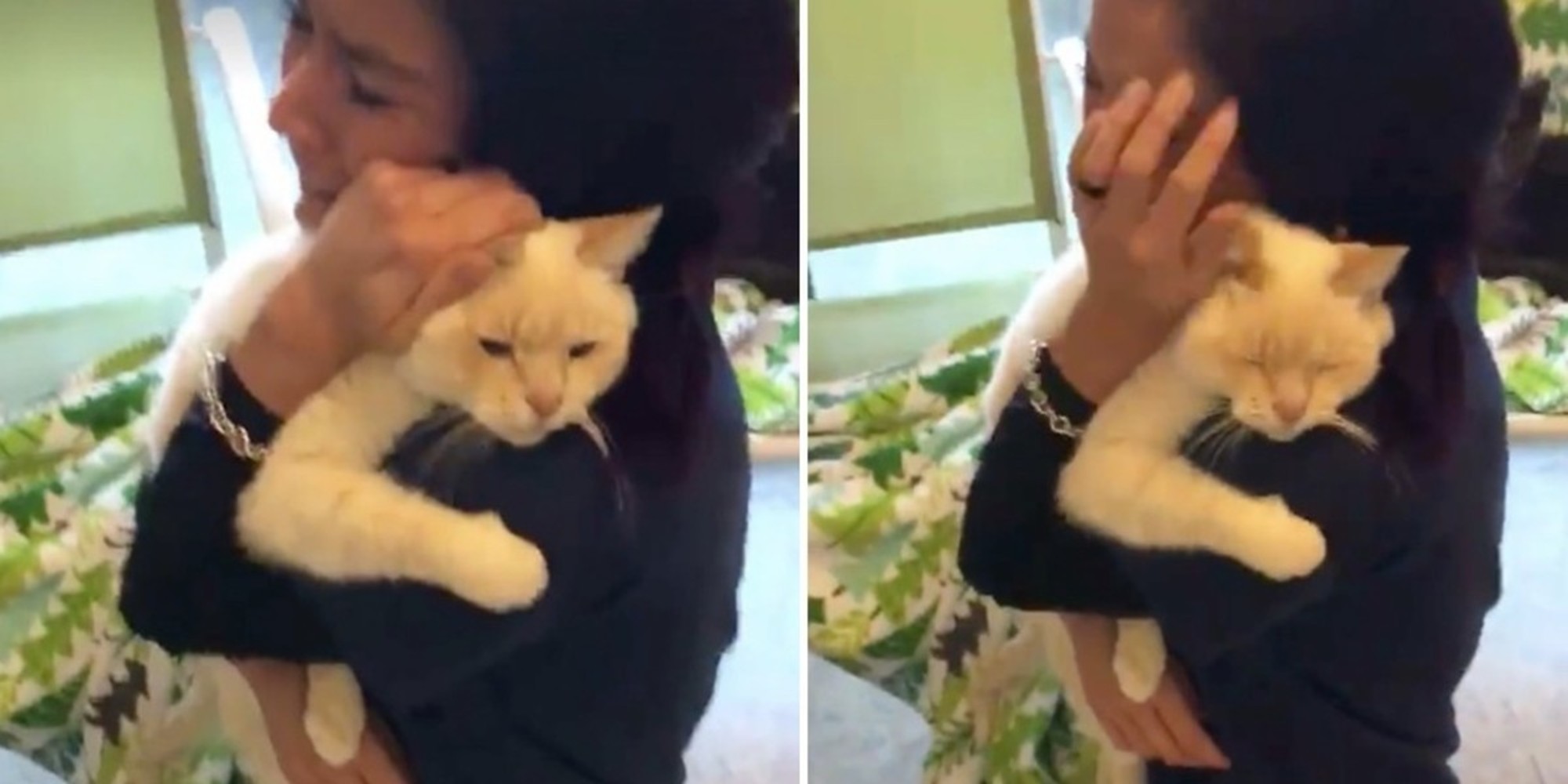 Ищу хозяйку. Хозяйка демотиватор. Катрин и ее собака. Кот и хозяин. Кошка будет хозяйку.