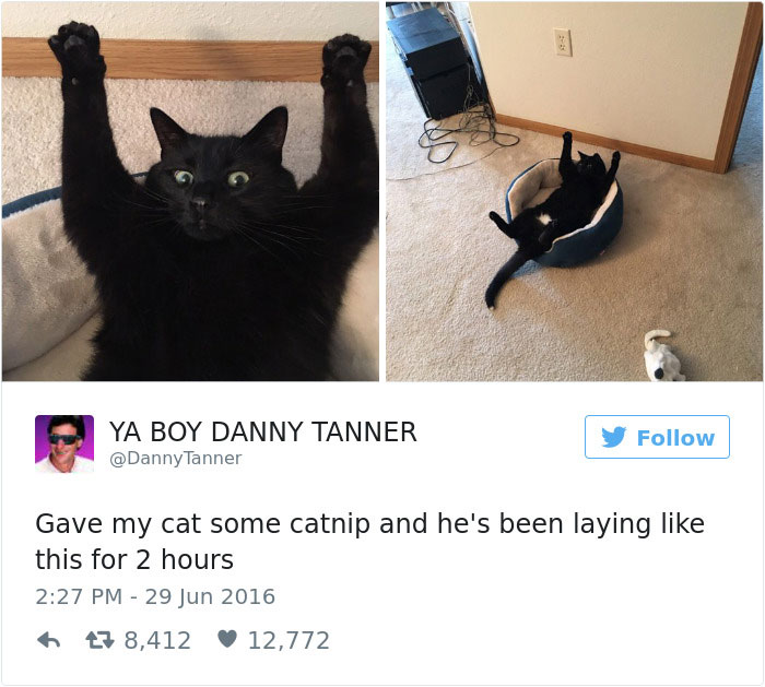 funniest-cat-tweets-2016-12