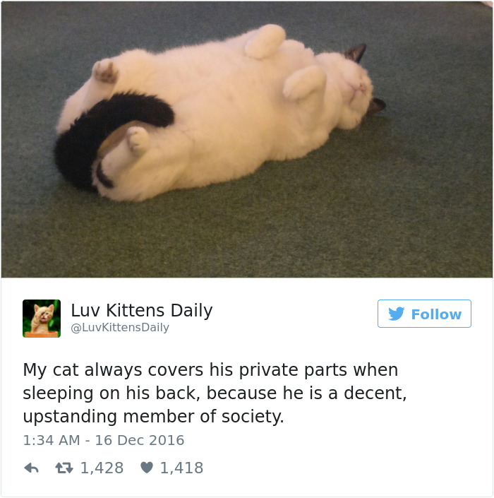 funniest-cat-tweets-2016-13
