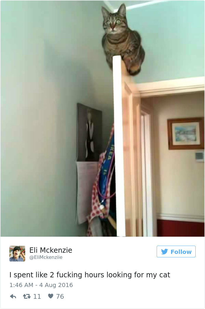 funniest-cat-tweets-2016-2