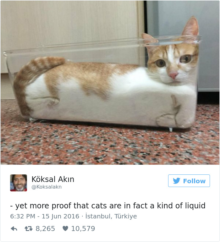 funniest-cat-tweets-2016-21