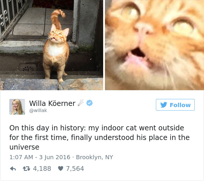 funniest-cat-tweets-2016-25