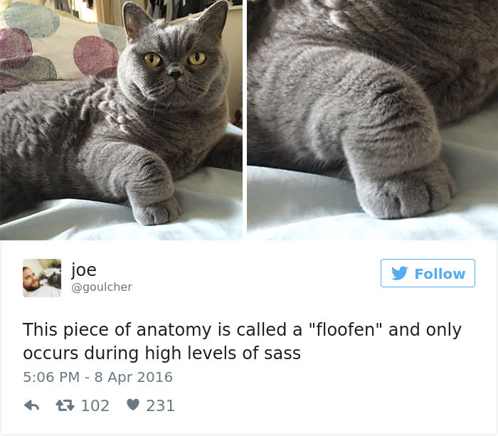 funniest-cat-tweets-2016-28