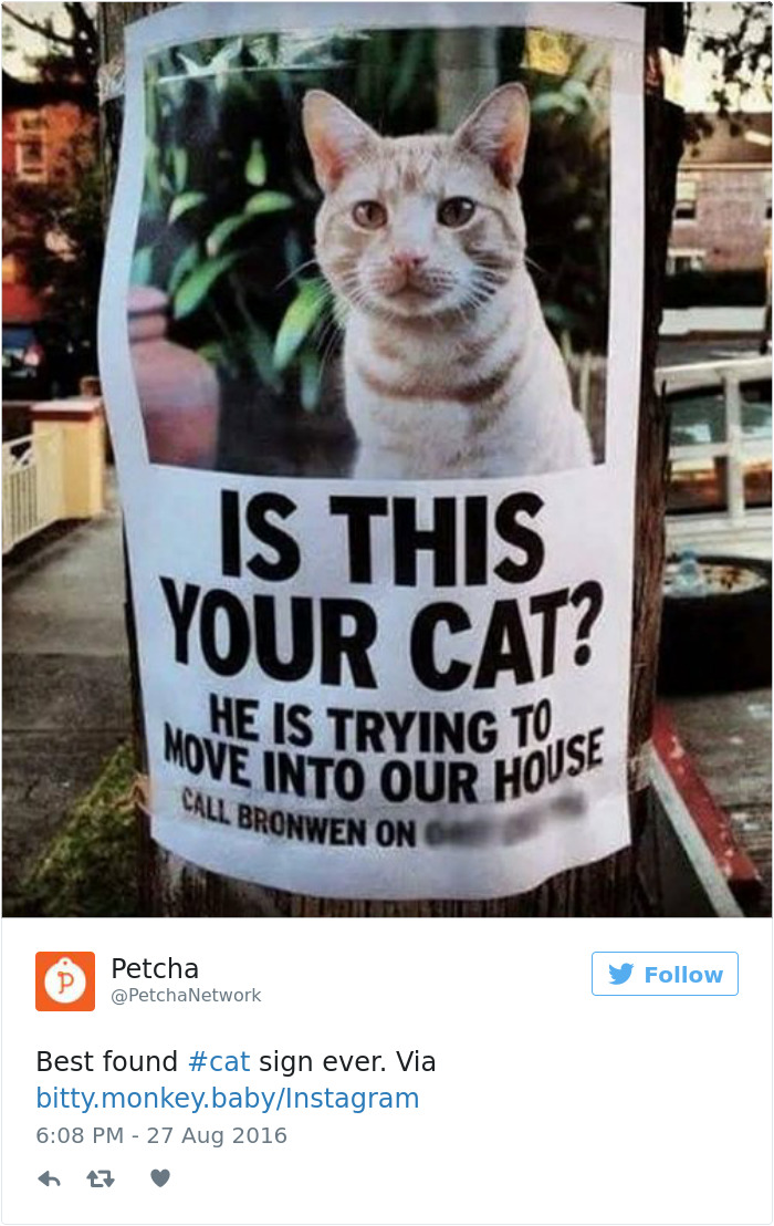 funniest-cat-tweets-2016-41
