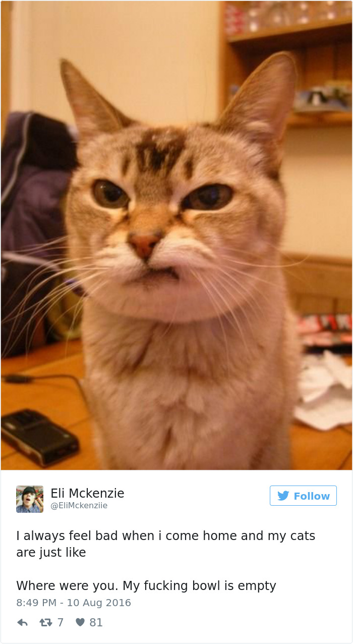 funniest-cat-tweets-2016-43