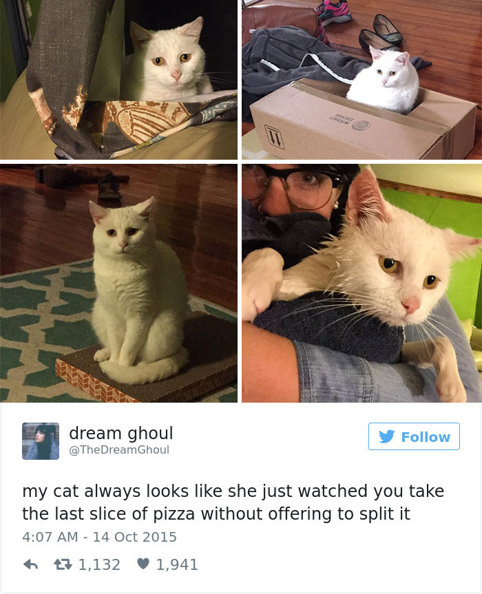 funniest-cat-tweets-2016-45