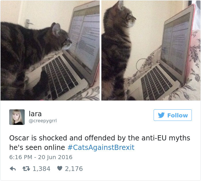 funniest-cat-tweets-2016-47