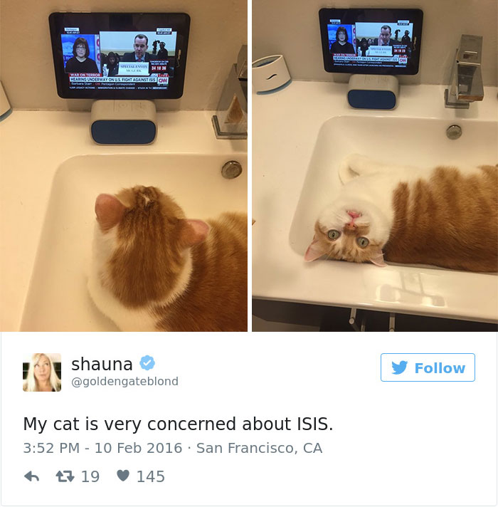 funniest-cat-tweets-2016-48