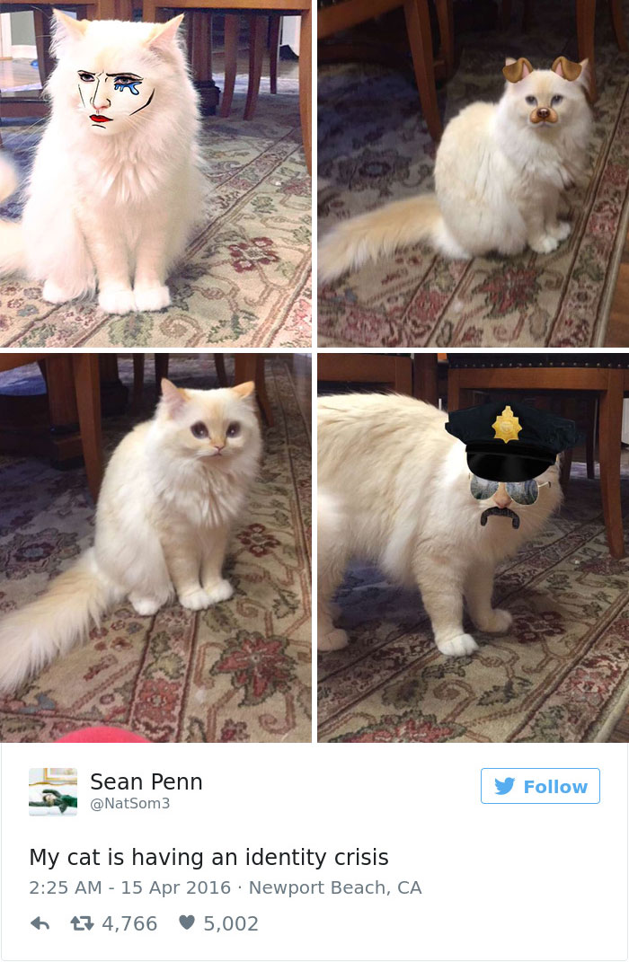 funniest-cat-tweets-2016-50