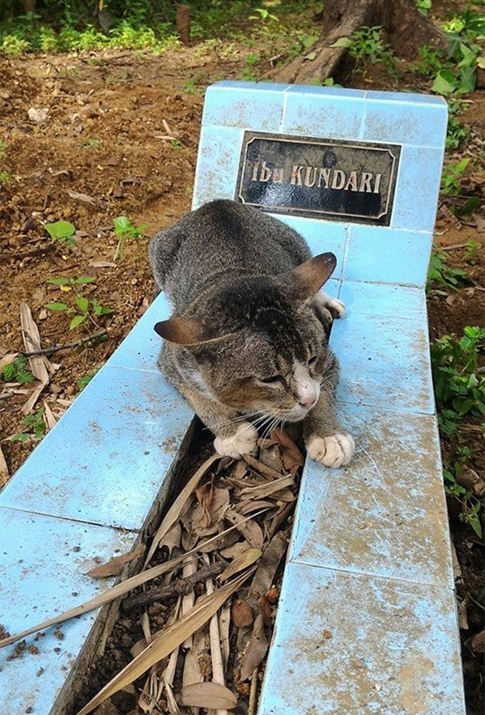 grieving-cat-spends-year-owner-grave-1