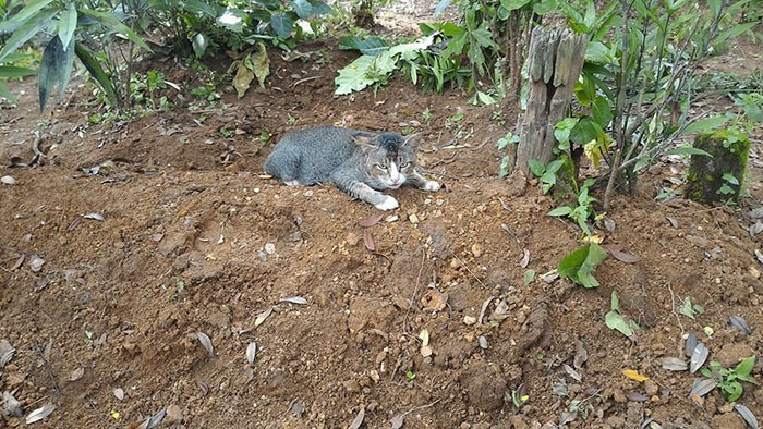 grieving-cat-spends-year-owner-grave-3