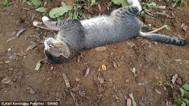 grieving-cat-spends-year-owner-grave-5
