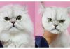 15 Cats Who Are Definitely Not Happy About Their Haircuts