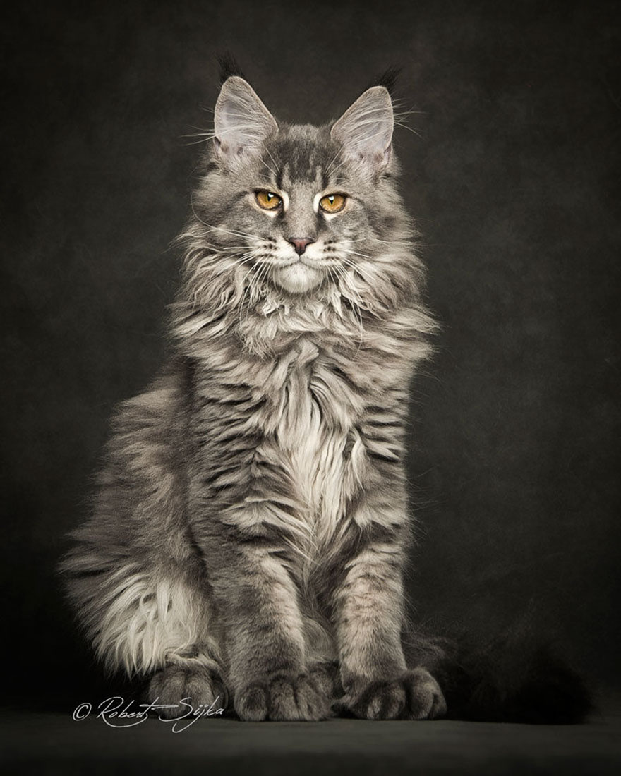 maine-coon-cat-photography-robert-sijka-20