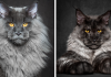 Mythical Beasts: Photographer Captures The Majestic Beauty Of Maine Coons