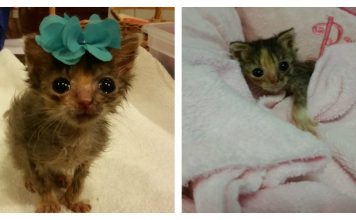 Micro Rescue Kitty, Only 1/3 Of Normal Size, Tries To Grow, And Suddenly…..