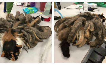 Cat With "Dreadlocks" Of Matted Hair, Loses 2 Pounds Of Fur