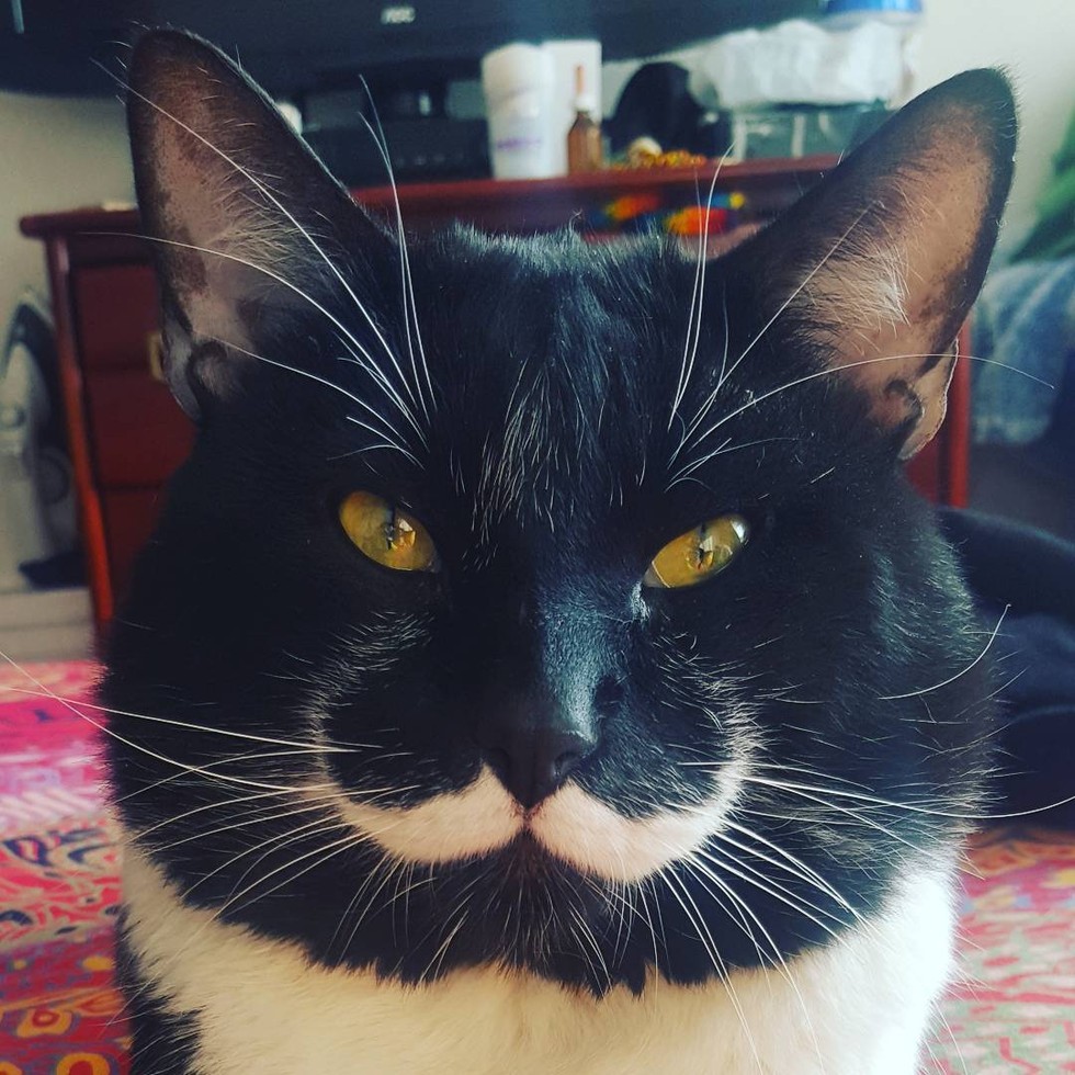 Man Finds Tuxedo Cat With Truly The Most Incredible Mustache You'll ...