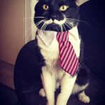 perfect-stache-cat-05