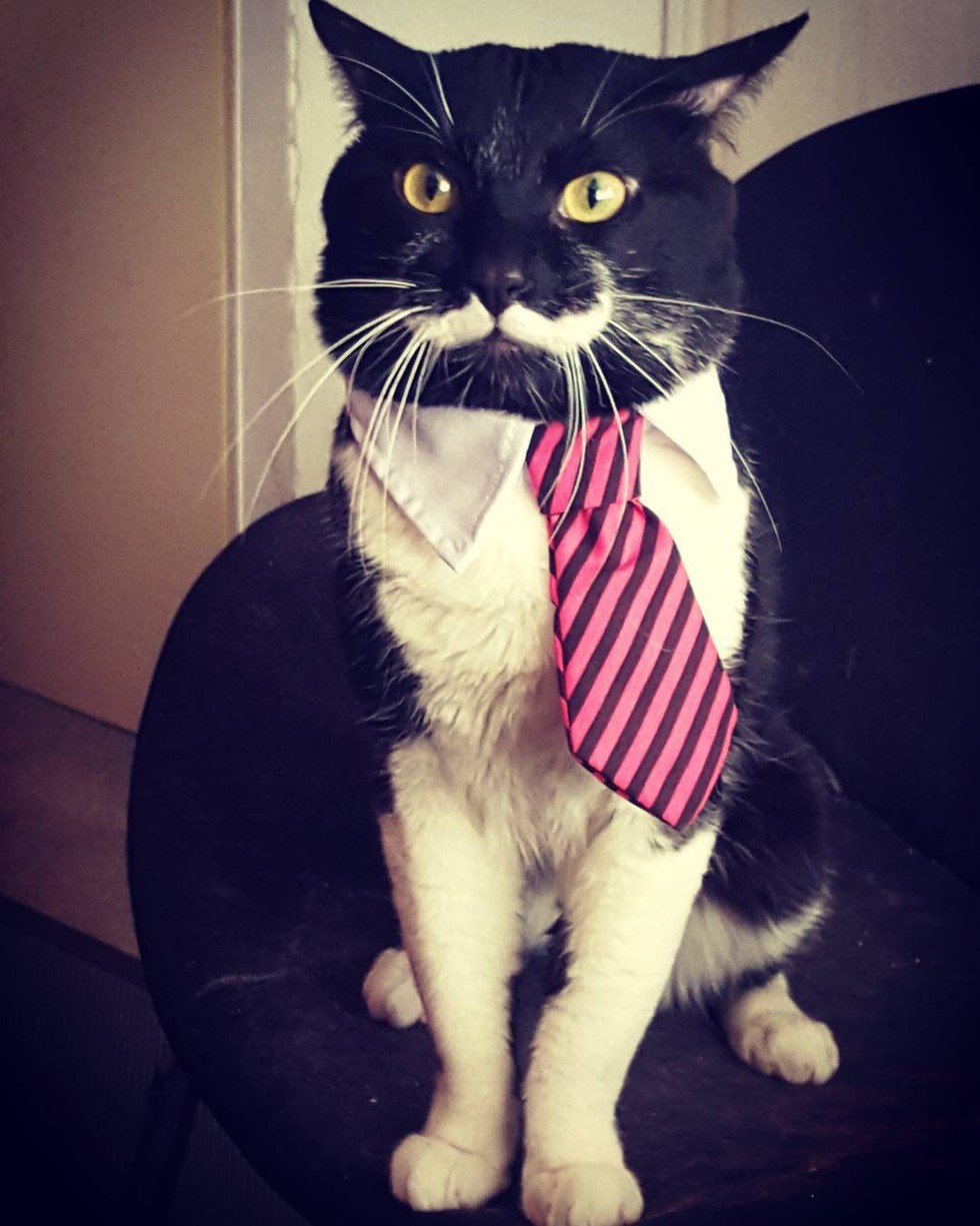 Man Finds Tuxedo Cat With Truly The Most Incredible Mustache You'll ...