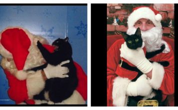 15 Cats Who Aren’t Impressed By Santa At All