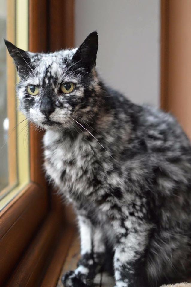 19 Year Old Cat Born Pure Black Develops Brilliant Spotted Coat Due to ...