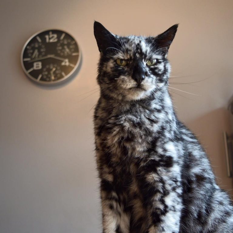 19 Year Old Cat Born Pure Black Develops Brilliant Spotted Coat Due to