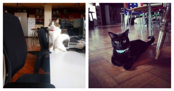 shelter-cat-employee-feature