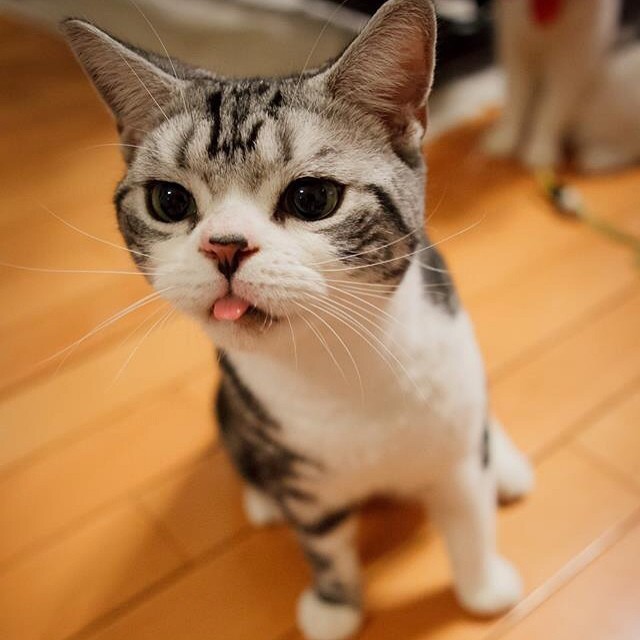 tongue-cats-10