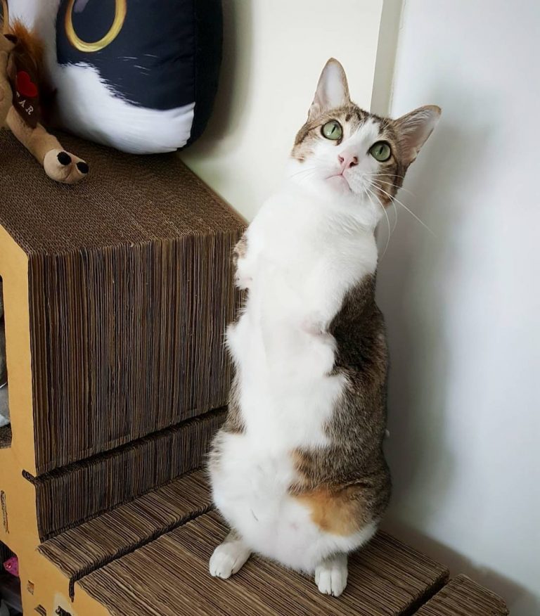 TwoLegged Cat Stuns Everyone With What He Can Do Catlov