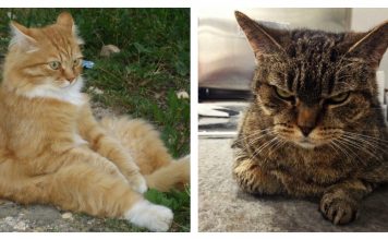 17 Cats That Are Super Shocked To Find Out What The Vet Did To Them