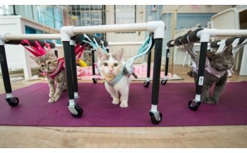 Sister Cats With Wobbly Legs, Get Second Chance At Normal Life…
