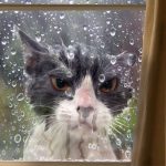 Angriest-Looking-Cats-12