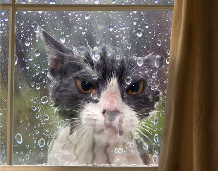 Angriest-Looking-Cats-12